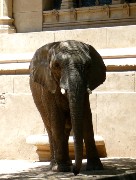 089  elephant.JPG